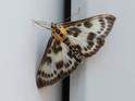 Anania hortulata (Small Magpie).jpg